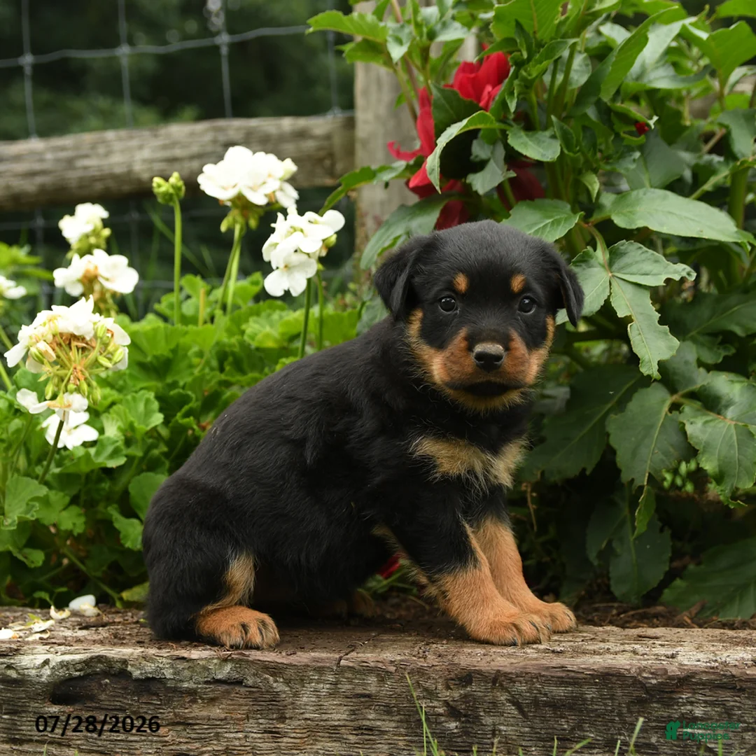 Rottweiler dogs for sale: Kitty - Ad 2