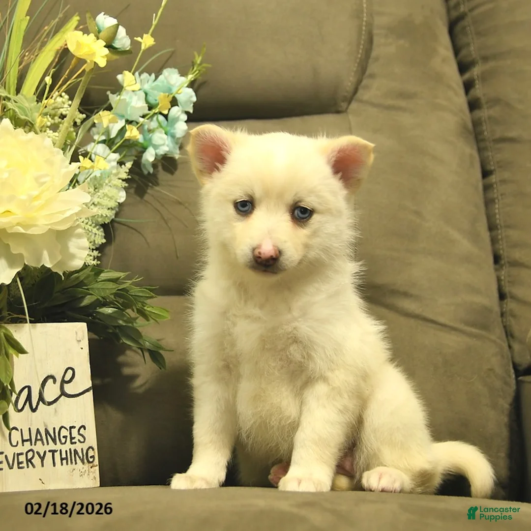 Pomsky dogs for sale: Violet  - Ad 3