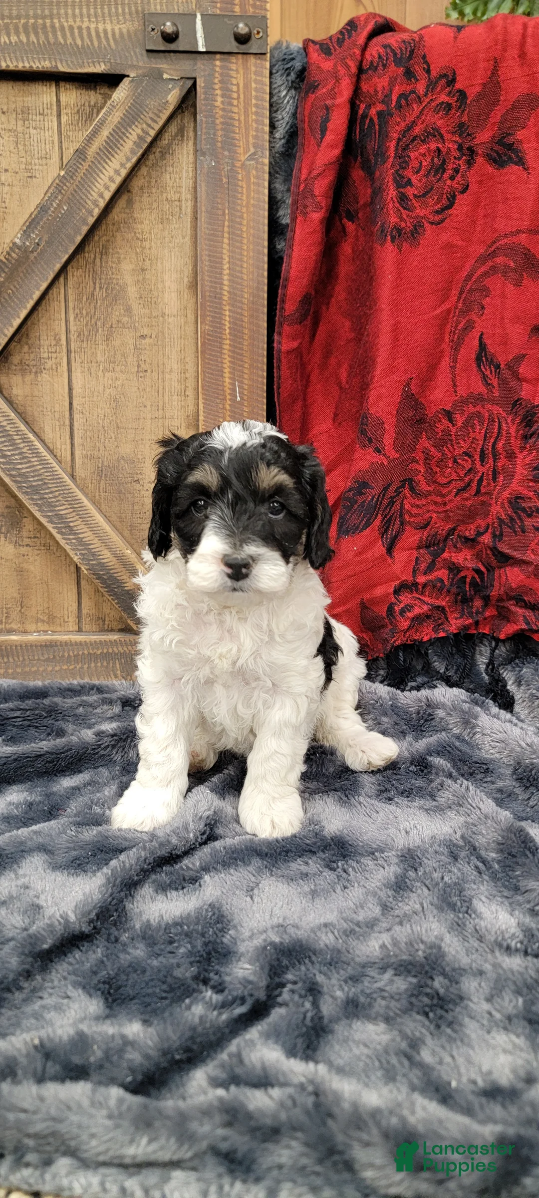 Cockapoo dogs for sale: Sis - Ad 3