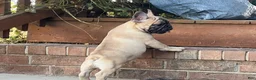 French Bulldog dogs for sale: Pete - Ad 13