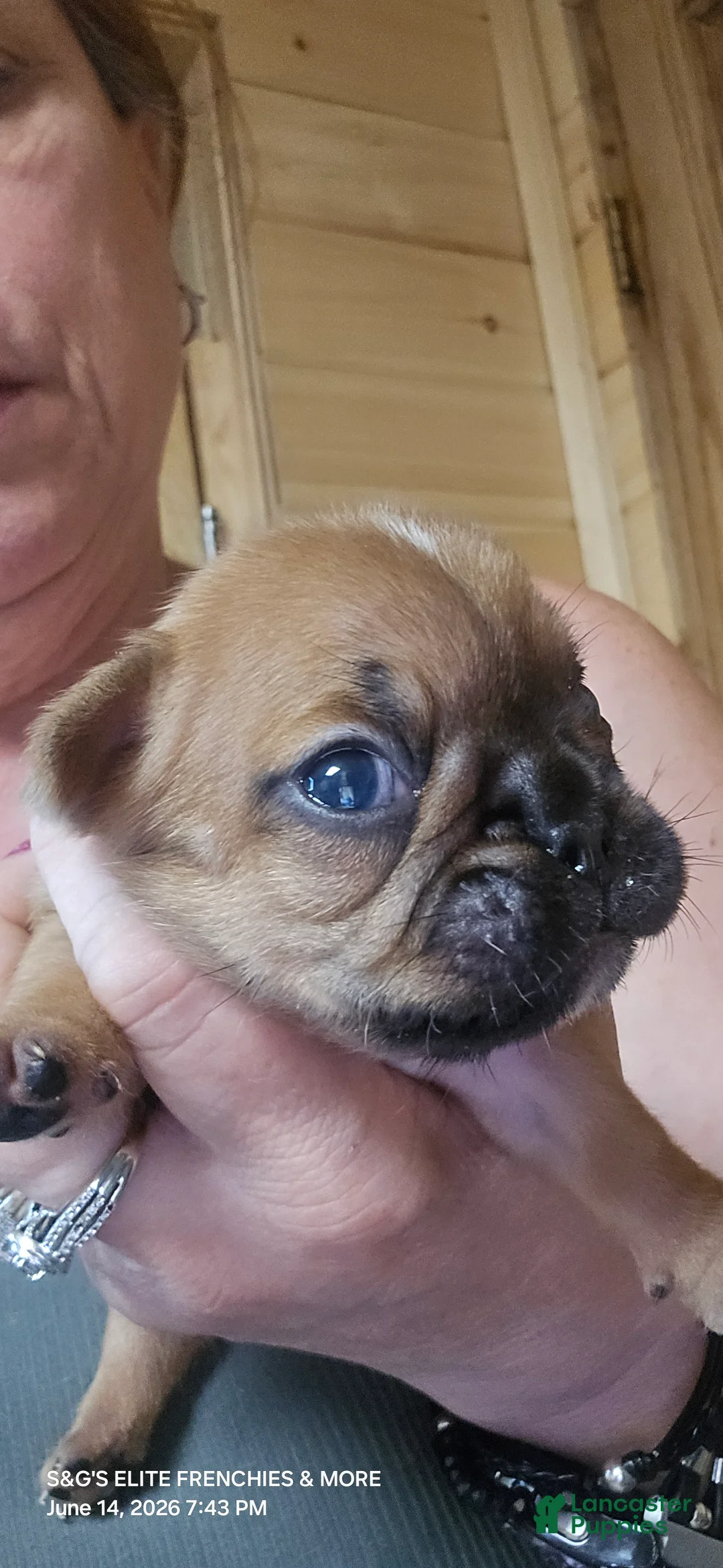 French Bulldog dogs for sale: Fire - Ad 2