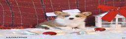 Welsh Corgi Pembroke dogs for sale: Macy - Ad 5