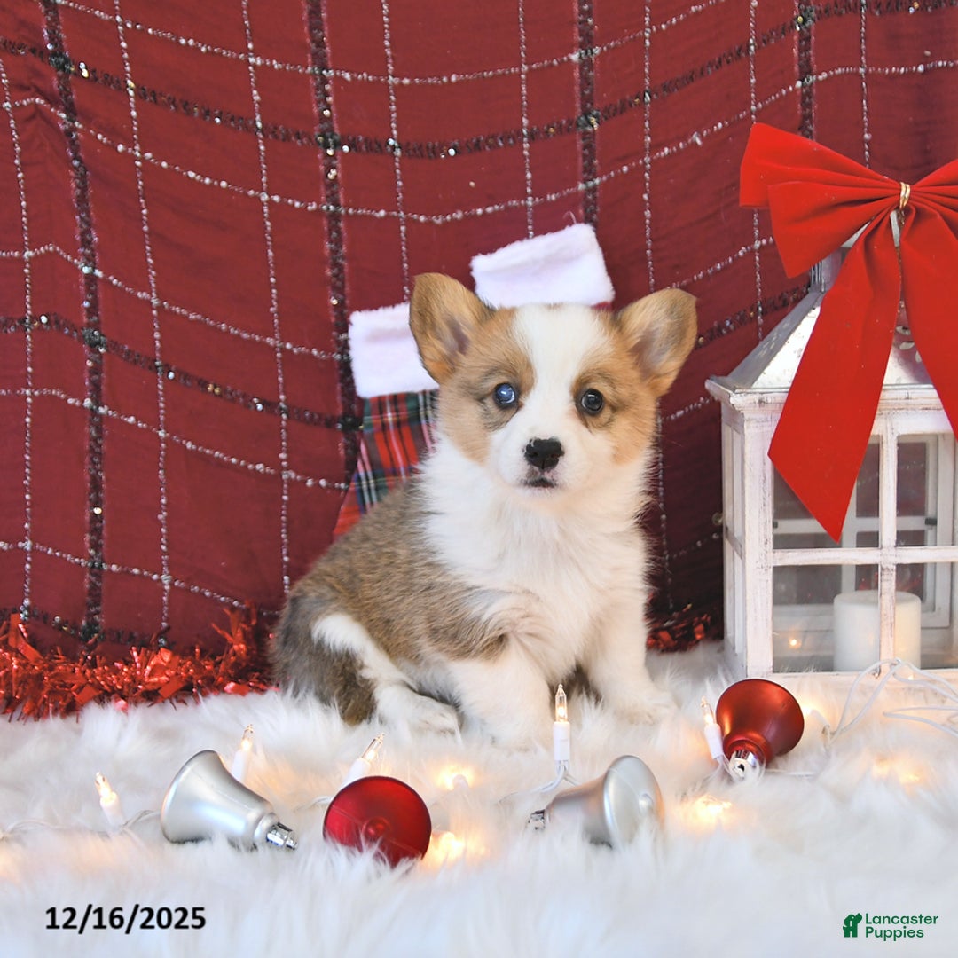 Welsh Corgi Pembroke dogs for sale: Macy - Ad 5