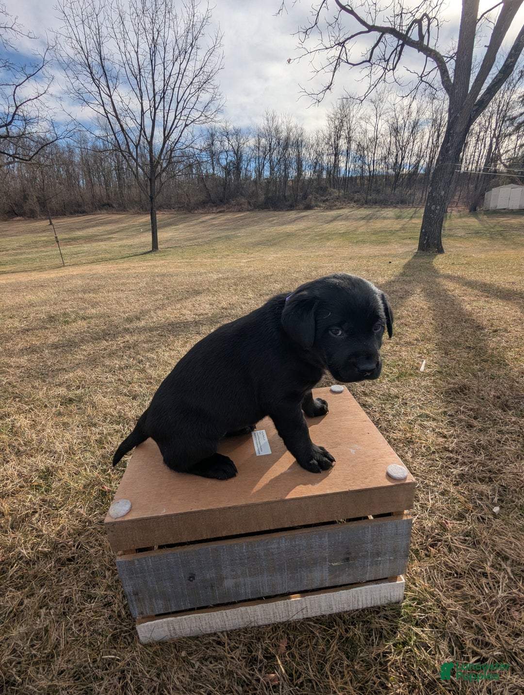 Labrador Retriever dogs for sale: Stella - Ad 4