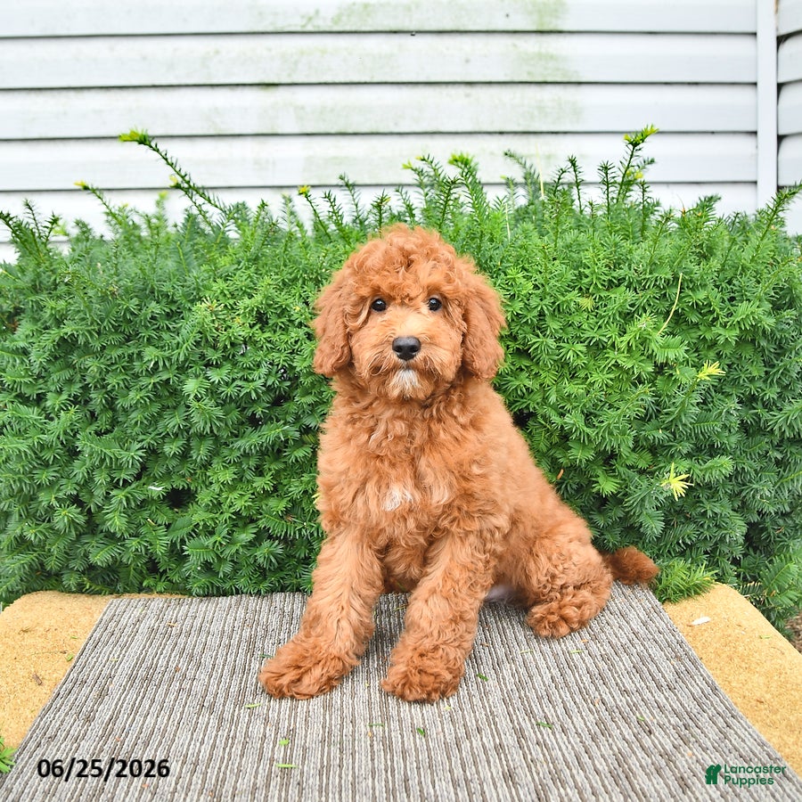 Cavapoo dogs Dixon - Ad 2
