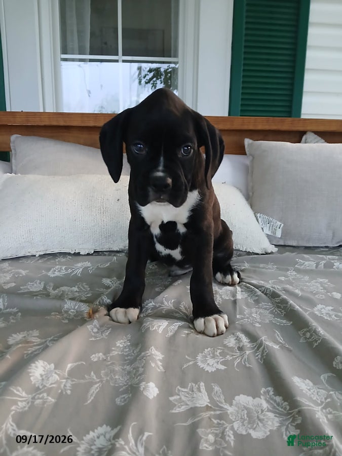 Boxer dogs Dozer - Ad 2