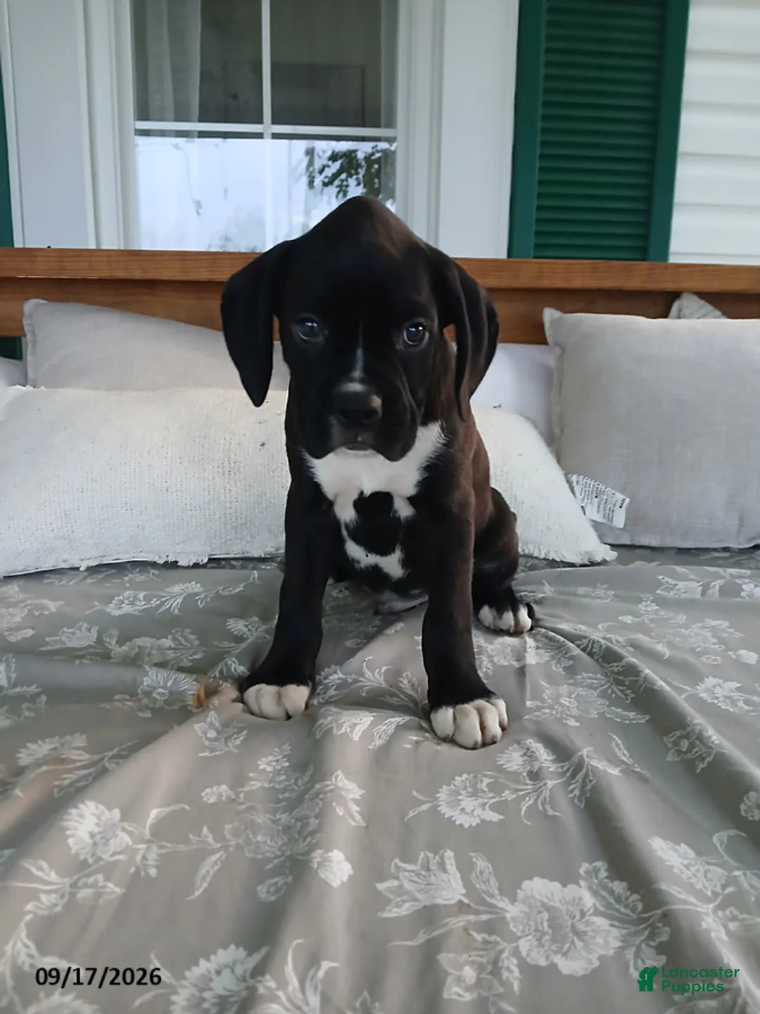 Boxer dogs for sale: Dozer - Ad 2