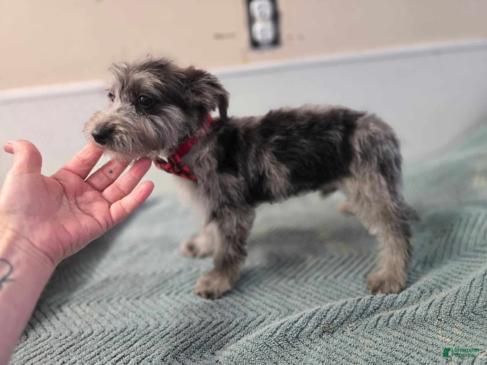 Westiepoo dogs Westiepoo Puppy 1 - Ad 4