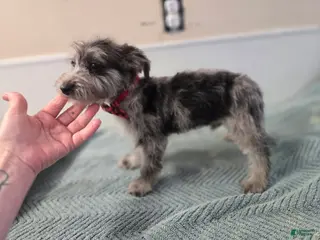 Westiepoo dogs Westiepoo Puppy 1 - Ad 4