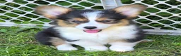 Welsh Corgi Pembroke dogs for sale: Oreo girl  - Ad 36