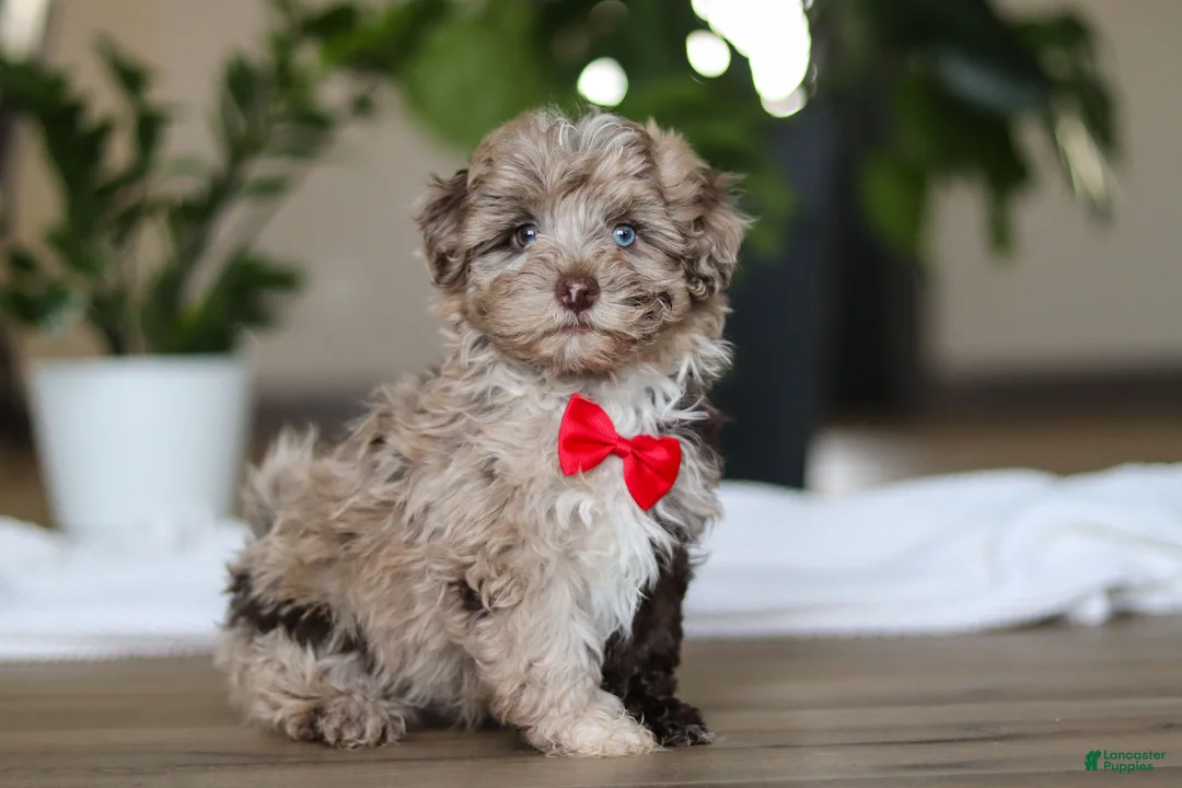 Havapoo dogs for sale: Zuma - Ad 3