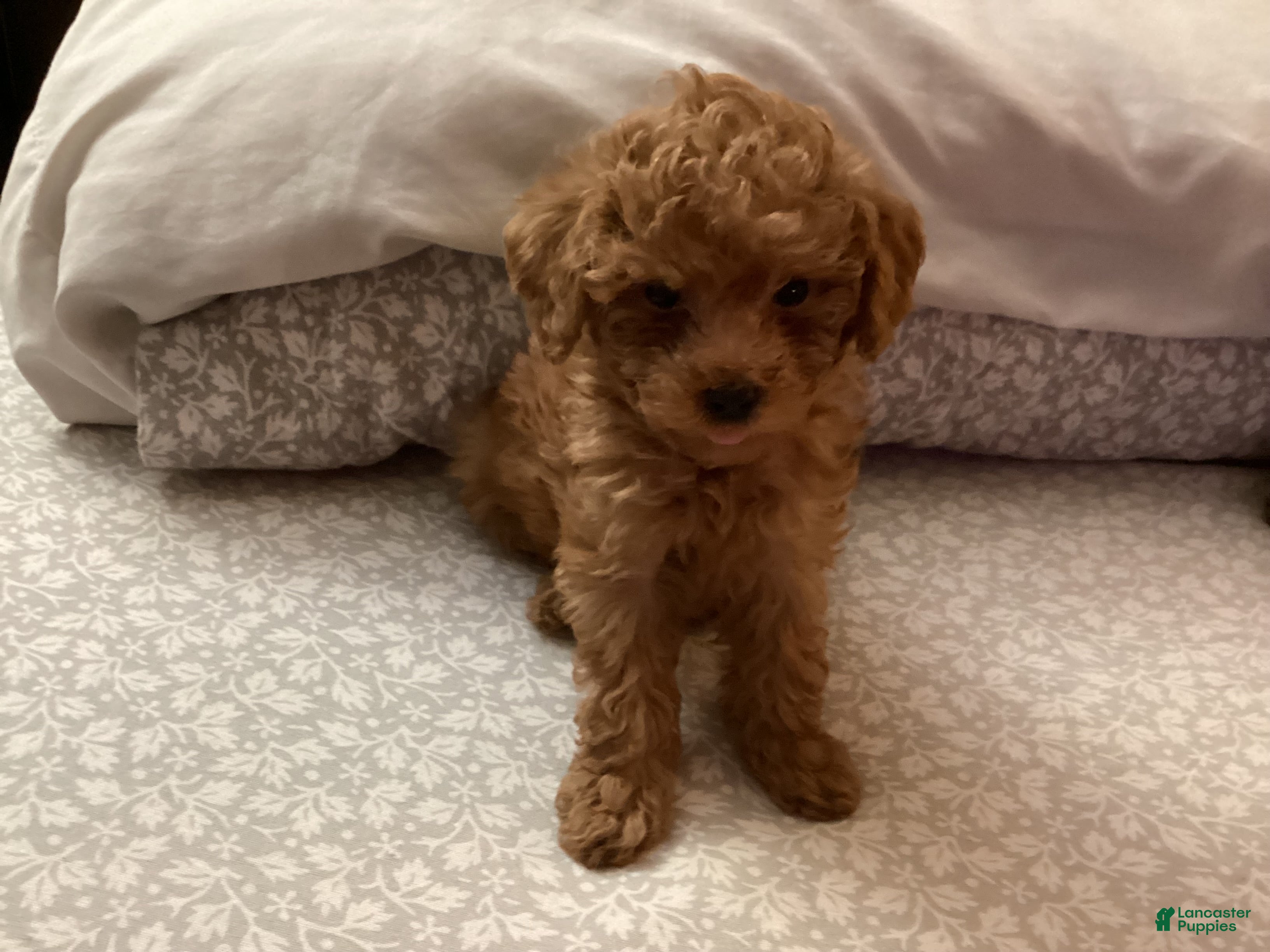 Toy Poodle dogs Willow - Ad 40