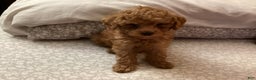 Toy Poodle dogs for sale: Willow - Ad 1