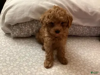 Toy Poodle dogs Willow - Ad 35