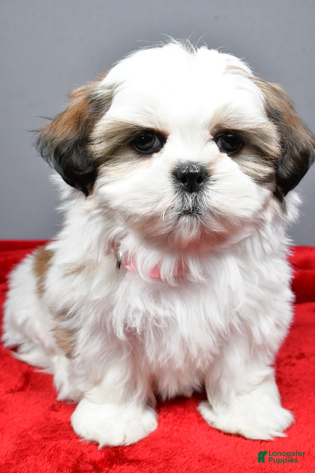 Shih Tzu dogs for sale: Arianna - Ad 6