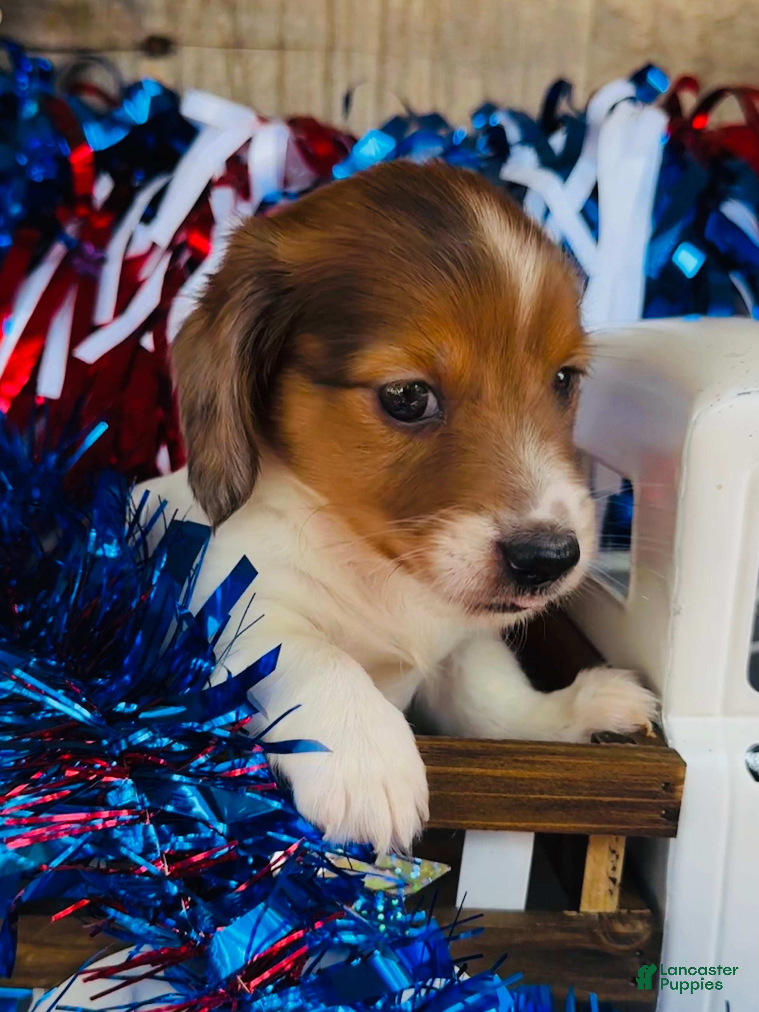 Miniature Dachshund dogs Jim Beam (Longhair) - Ad 1