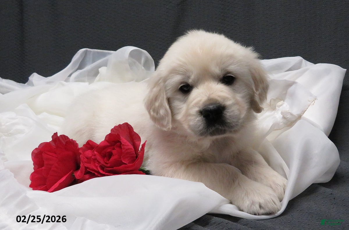 Golden Retriever dogs Missy - Ad 1