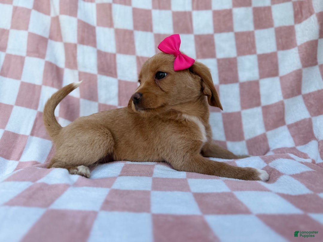 Beagle dogs for sale: Bunny - Ad 7