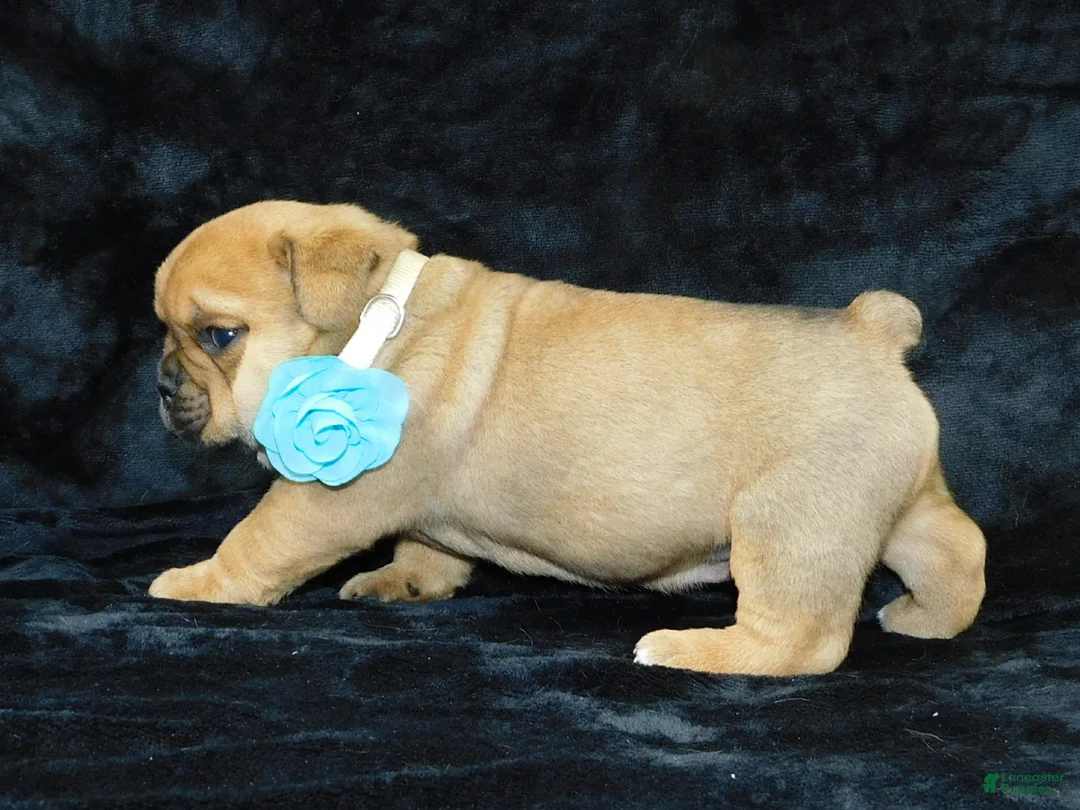 Mixed Breed dogs for sale: Teddy - Ad 4