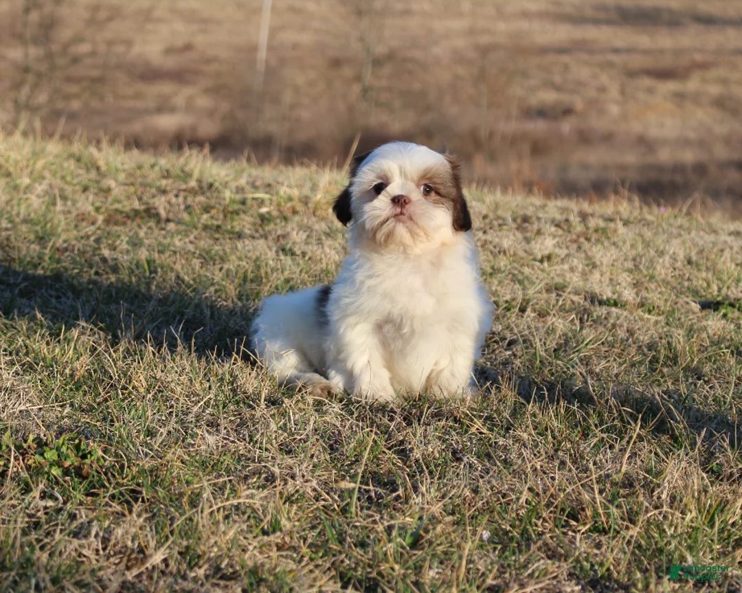 Shih Tzu dogs for sale: Spot - Ad 5