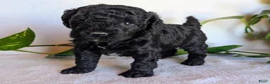 Della F1B