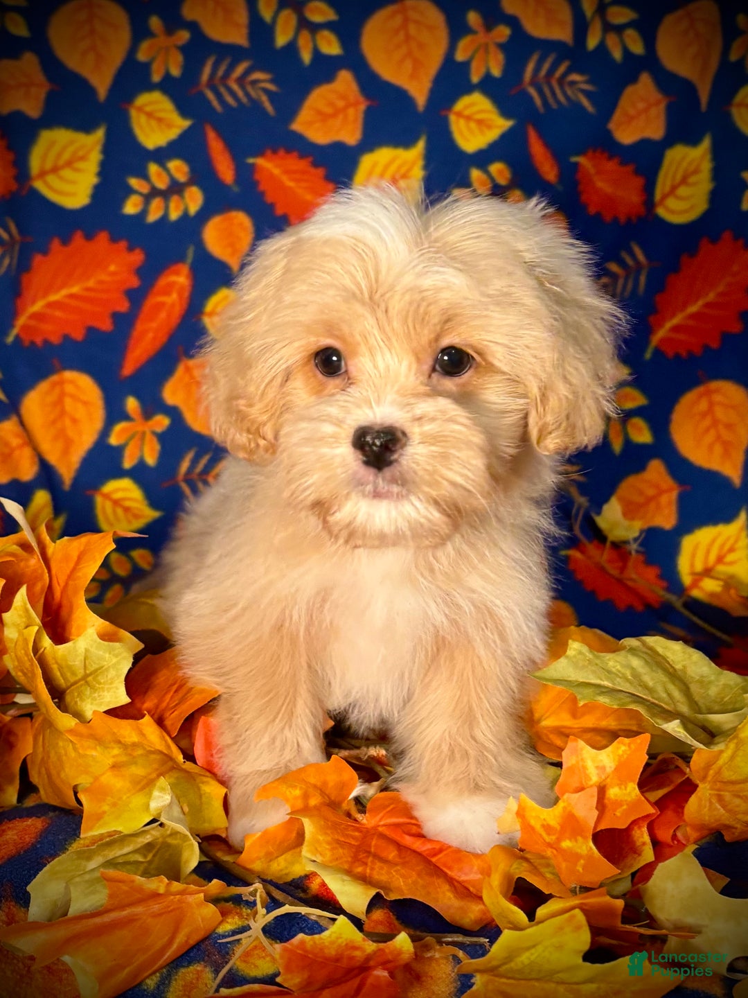 Mixed Breed dogs for sale: Winter - Ad 6