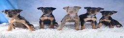 Miniature Pinscher dogs for sale: ANGEL - Ad 15