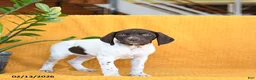 German Shorthaired Pointer dogs for sale: Bailey - Ad 4