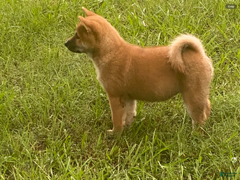 Shiba Inu dogs Shiba Inu Male - Ad 2