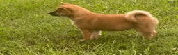 Shiba Inu dogs for sale: Shiba Inu Male - Ad 2