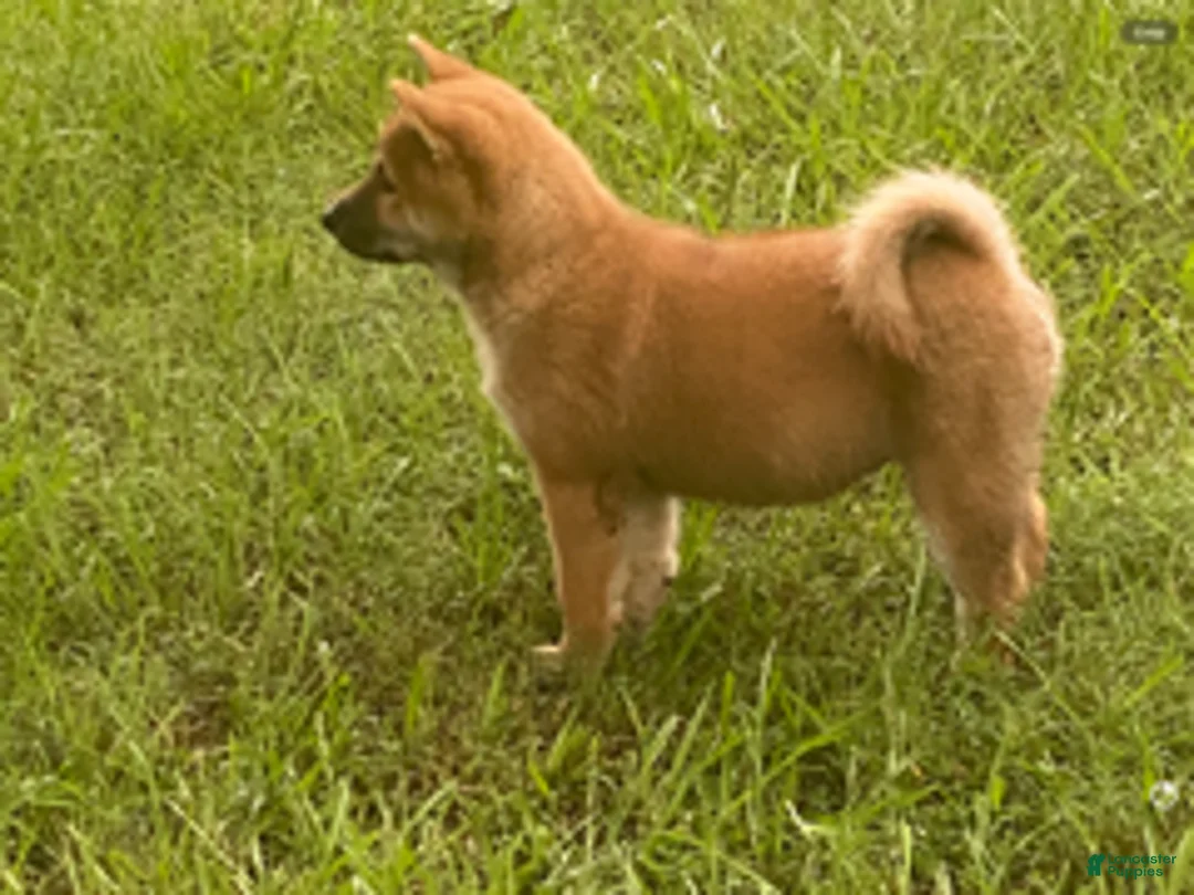 Shiba Inu dogs for sale: Shiba Inu Male - Ad 2