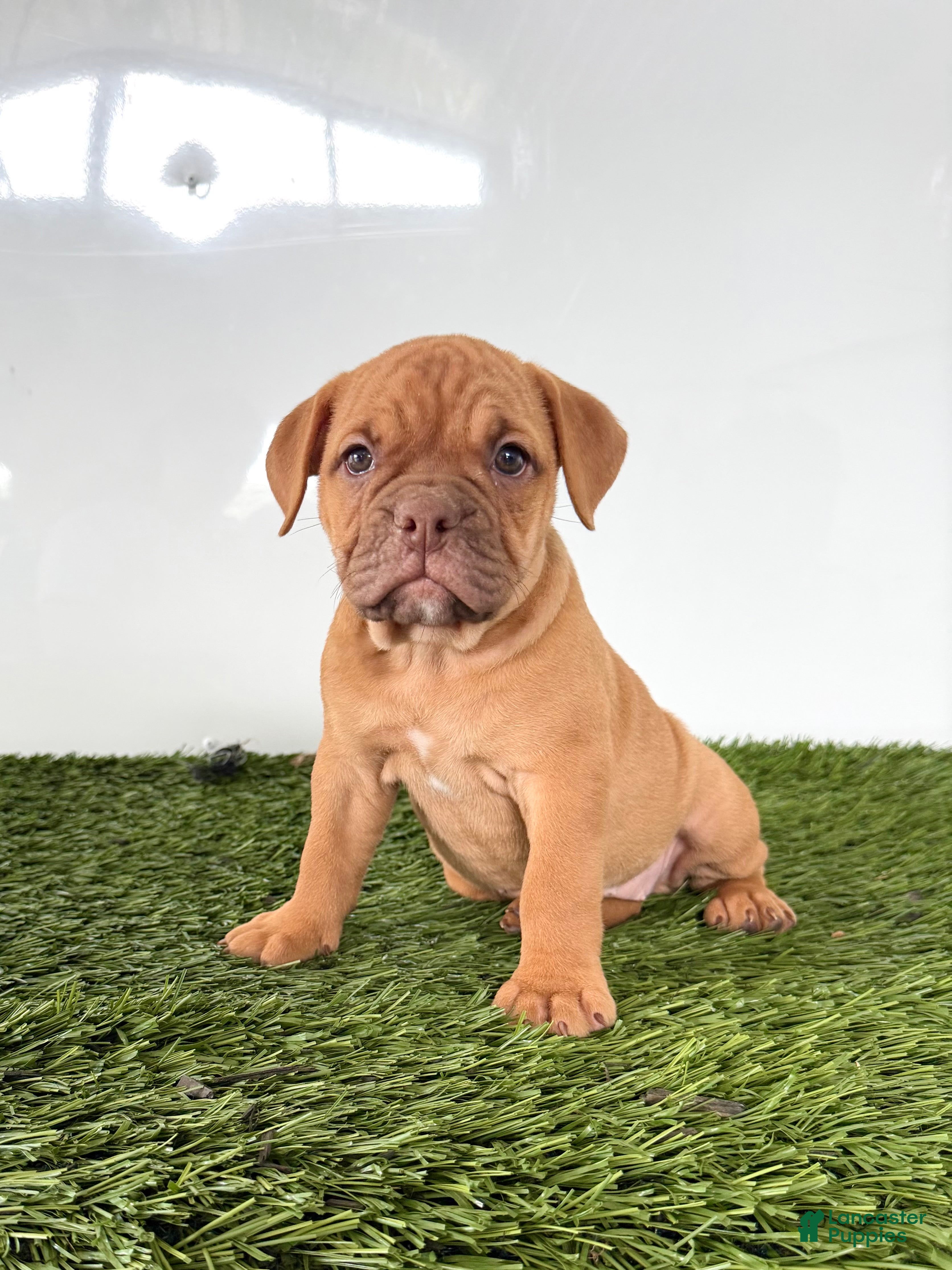 Olde English Bulldogge dogs Nancy - Ad 1