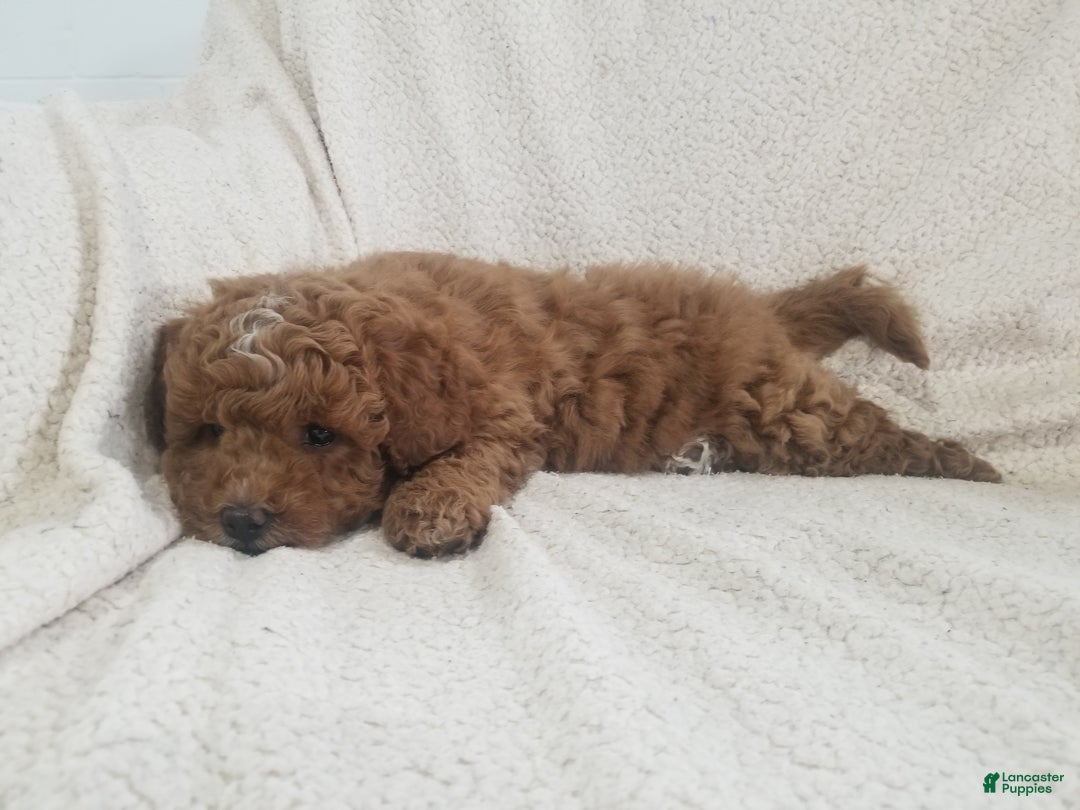 Mini Goldendoodle dogs for sale: Mini Goldendoodle Puppy 4 - Ad 3