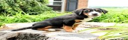 Greater Swiss Mountain Dog dogs for sale: Trudi - Ad 3