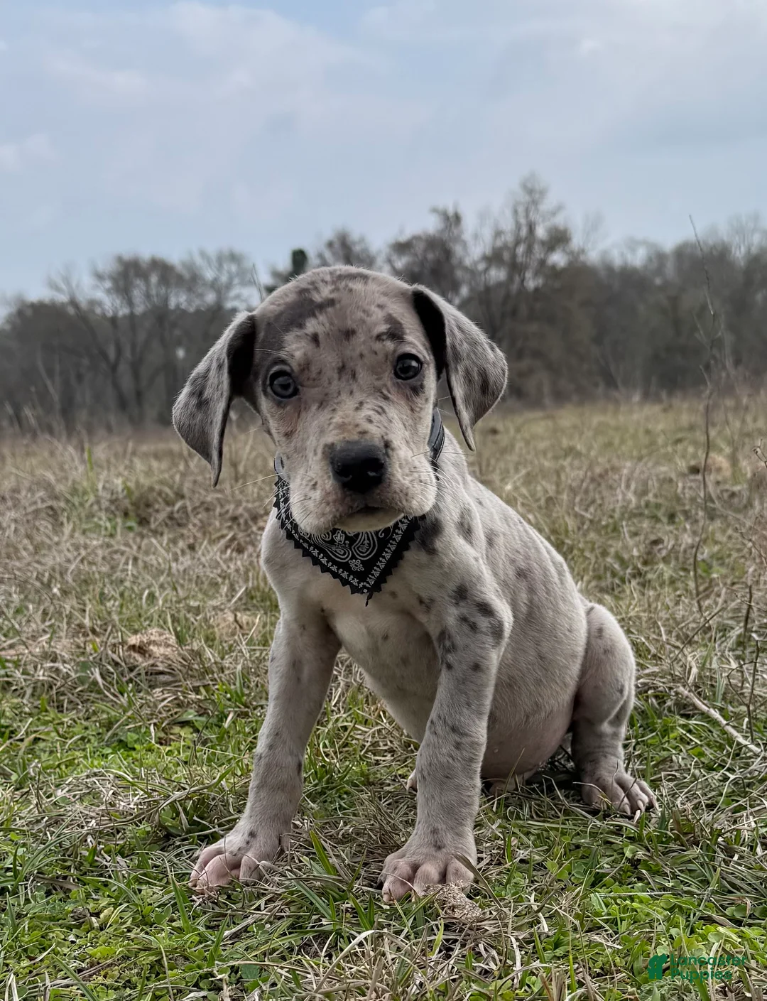 Great Dane dogs for sale: Chandler Great Dane Puppy 3 - Ad 1