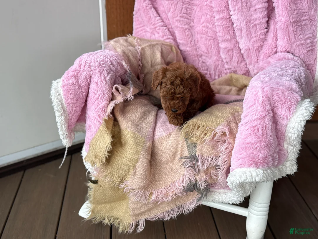 Toy Poodle dogs for sale: Norra - Ad 2