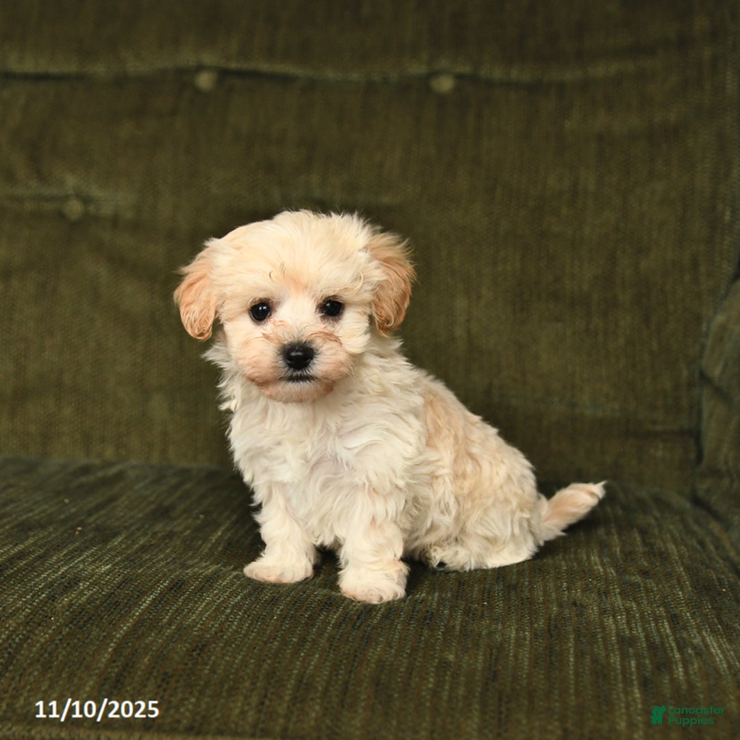 Maltipoo dogs for sale: Leo - Ad 7