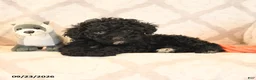 Miniature Poodle dogs for sale: Lilac - Ad 5