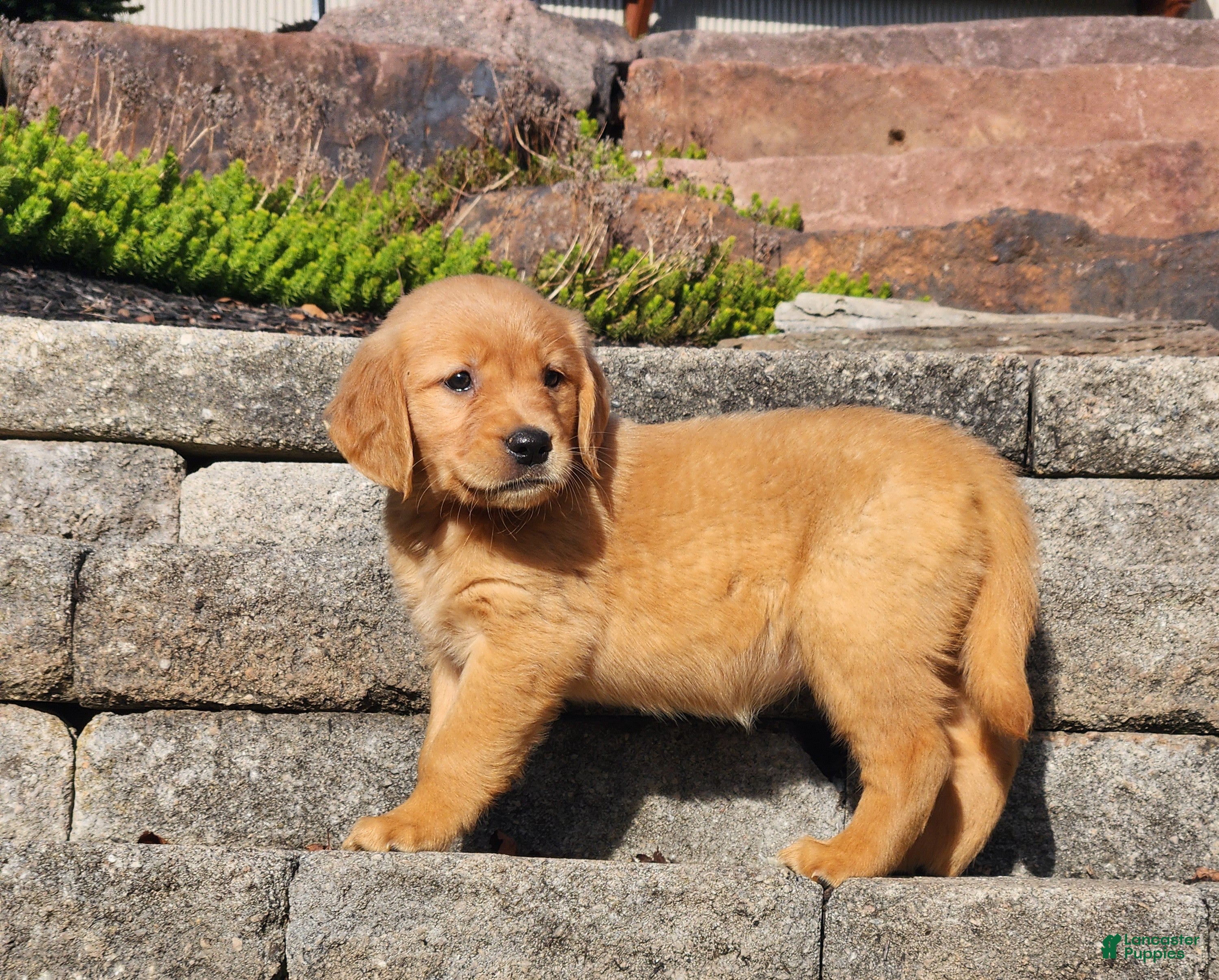 Golden Retriever dogs Chai - Ad 1