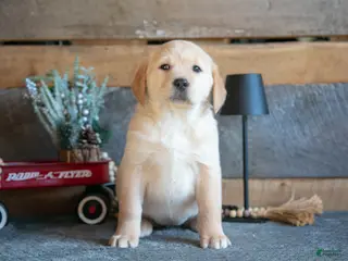 Goldador dogs Paisley - Ad 1