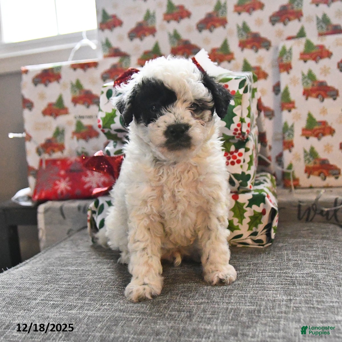 Toy Poodle dogs Wade  - Ad 2