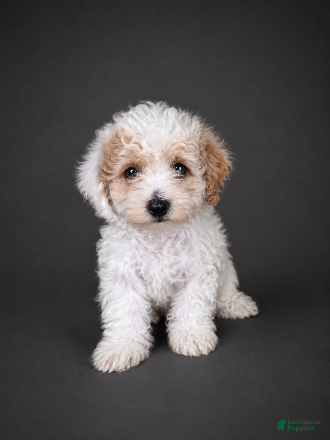 Bichpoo dogs Oliver - Ad 26