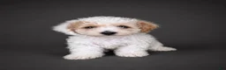 Bichpoo dogs for sale: Oliver - Ad 1
