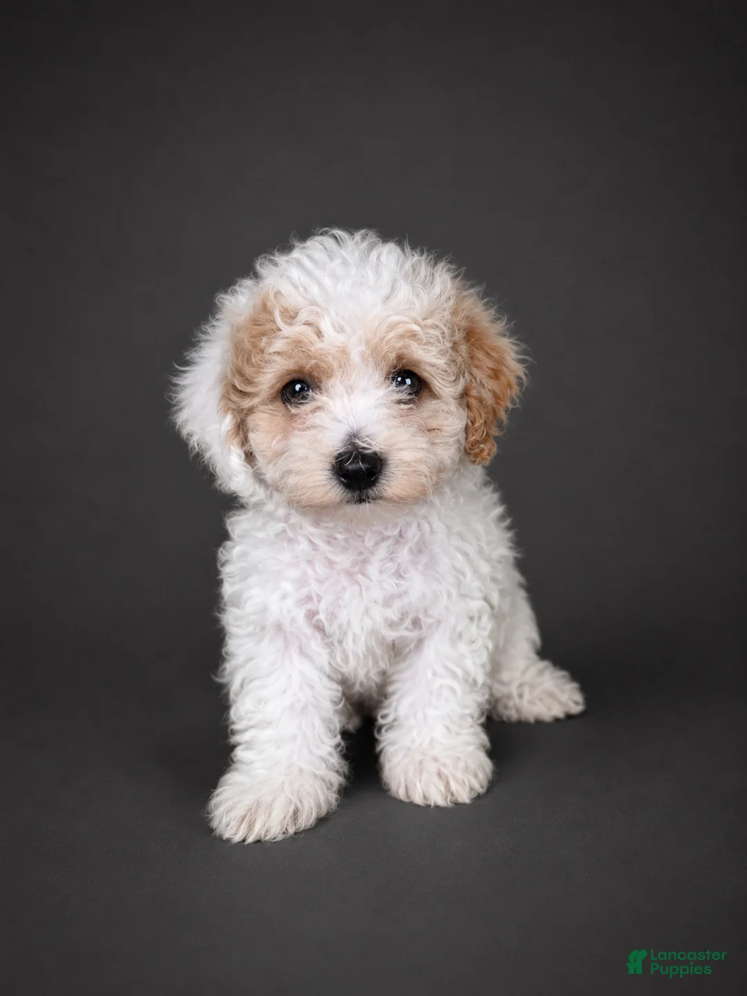 Bichpoo dogs for sale: Oliver - Ad 1
