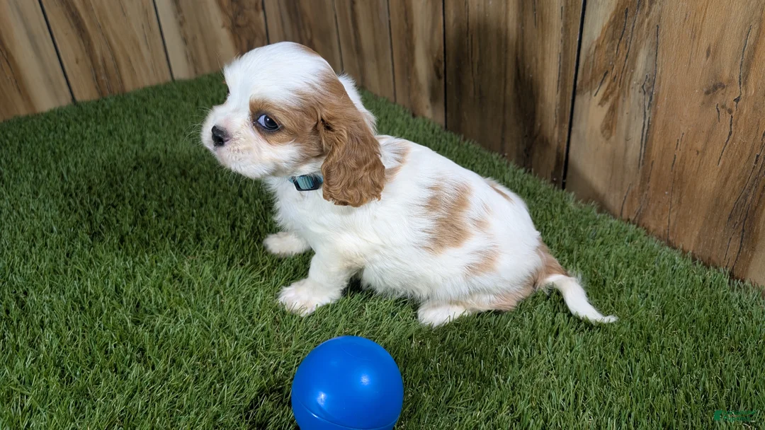 Cavalier King Charles Spaniel dogs for sale: Carmella Boy 1 - Ad 5