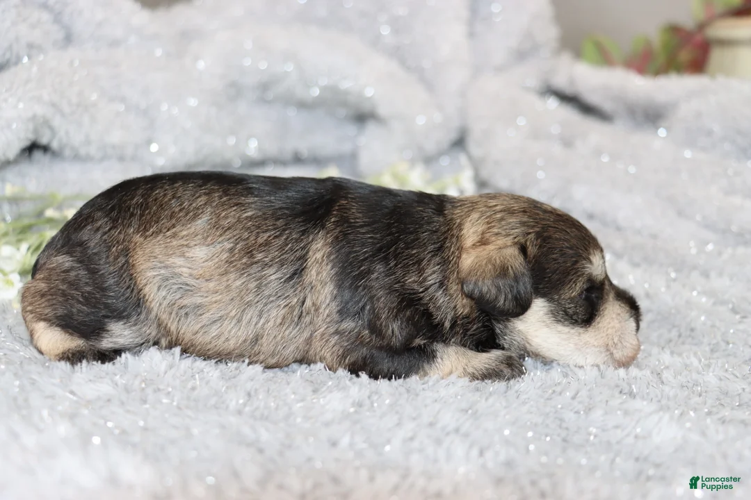 Miniature Schnauzer dogs for sale: Tina - Ad 2