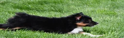 Miniature Australian Shepherd dogs for sale: Sandy - Ad 12