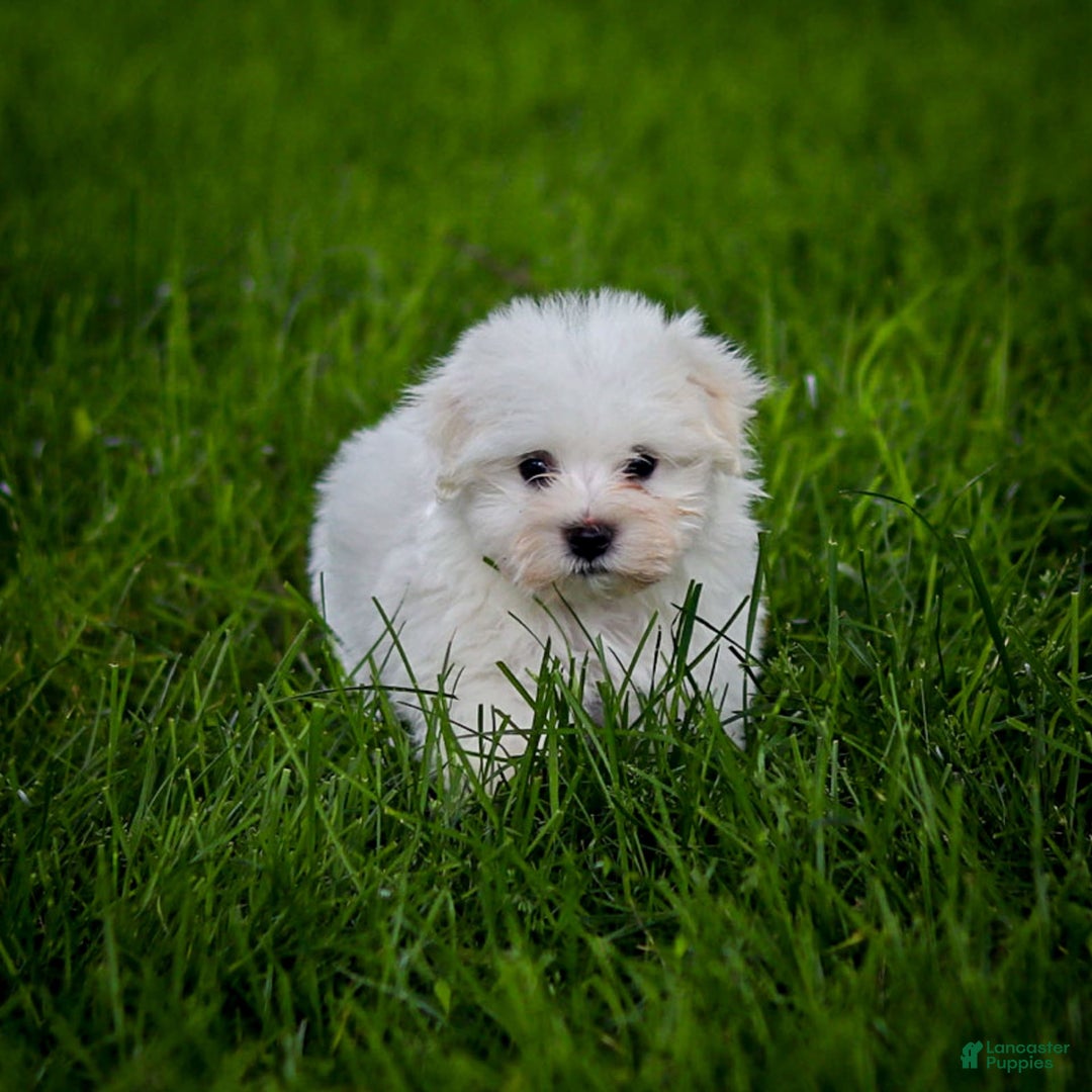 Maltese dogs for sale: Sterling - Ad 15