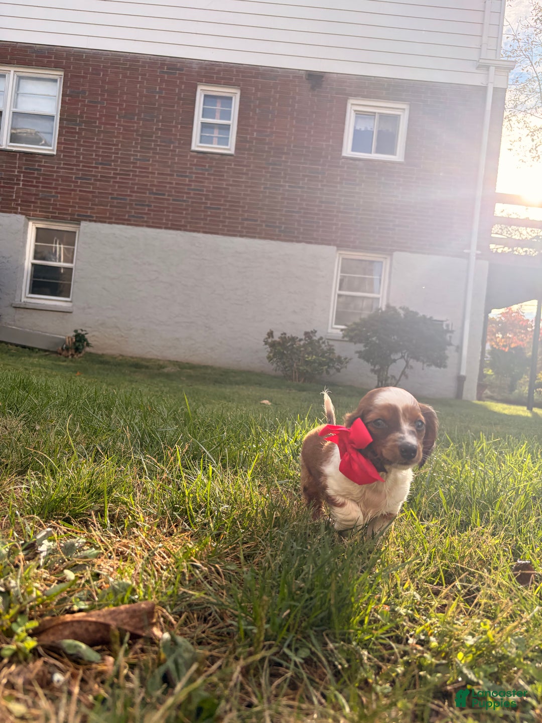 Miniature Dachshund dogs for sale: Hazel - Ad 5