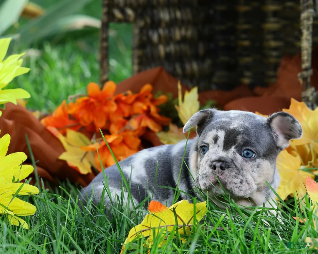 French Bulldog dogs for sale: Merle Male - Ad 1